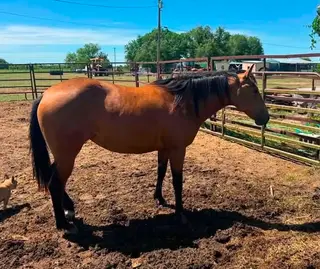 Frenchmanslil Colonel, 2 Year Old Buckskin Quarter Horse Filly for Sale in LA
