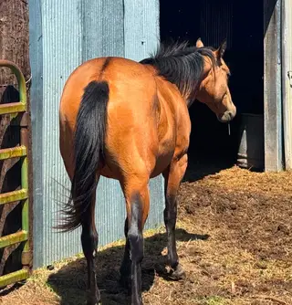 Frenchmanslil Colonel, 2 Year Old Buckskin Quarter Horse Filly for Sale in LA, photo 2 of 3