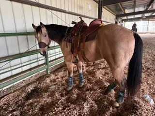 Peppy, 9 Year Old Buckskin Quarter Horse Gelding for Sale in Alturas, CA