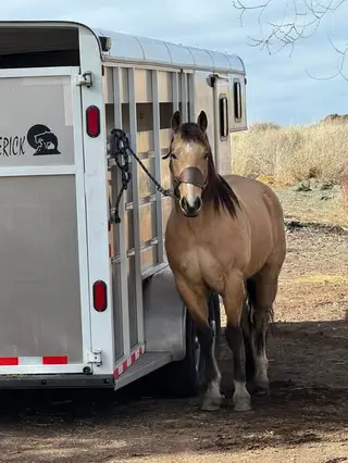 Peppy, 9 Year Old Buckskin Quarter Horse Gelding for Sale in Alturas, CA, photo 2 of 5