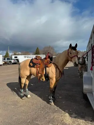Peppy, 9 Year Old Buckskin Quarter Horse Gelding for Sale in Alturas, CA, photo 3 of 5