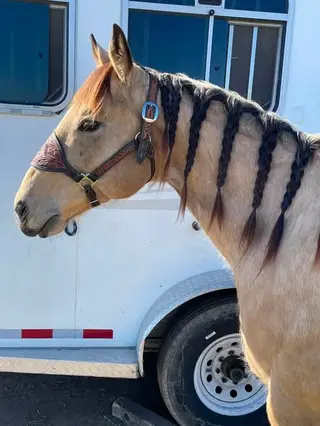 Peppy, 9 Year Old Buckskin Quarter Horse Gelding for Sale in Alturas, CA, photo 4 of 5