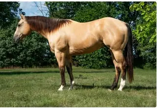 Peppy, 9 Year Old Buckskin Quarter Horse Gelding for Sale in Alturas, CA, photo 5 of 5