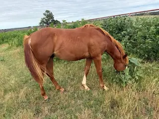 Shinin My Assets, 1 Year Old Sorrel Quarter Horse Colt for Sale in Perkins, OK, photo 2 of 4