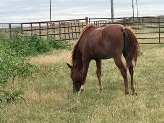 Shinin My Assets, 1 Year Old Sorrel Quarter Horse Colt for Sale in Perkins, OK, photo 3 of 4