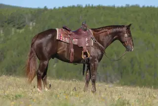 RR Remember My Face, 4 Year Old Sorrel Quarter Horse Gelding for Sale in Sundance, WY