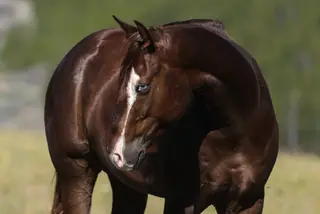 RR Remember My Face, 4 Year Old Sorrel Quarter Horse Gelding for Sale in Sundance, WY, photo 2 of 5