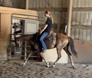 SD Commando Cat (Manny), 4 Year Old Liver Chestnut Quarter Horse Gelding for Sale in Chandler, IN