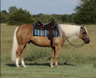 Whiz And Dunnit (Cheez It), 6 Year Old Palomino Quarter Horse Gelding for Sale in Buffalo, MO, photo 2 of 6