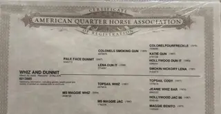 Whiz And Dunnit (Cheez It), 6 Year Old Palomino Quarter Horse Gelding for Sale in Buffalo, MO, photo 6 of 6