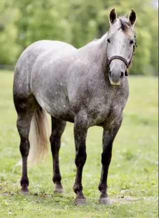 Wimp By Nature (Sprinkles)
