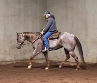 Pretty Boy Floyd, 9 Year Old Red Roan Quarter Horse Gelding for Sale in McMinnville, OR