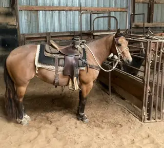 Tilley, 9 Year Old Dun Quarter Horse Mare for Sale in Carthage, MO, photo 2 of 4