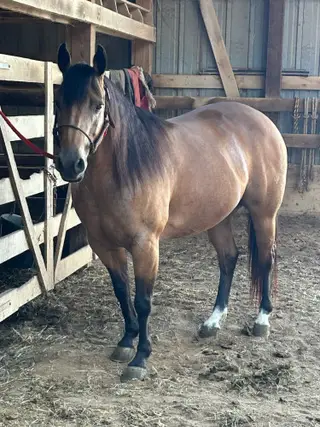 Tilley, 9 Year Old Dun Quarter Horse Mare for Sale in Carthage, MO, photo 4 of 4