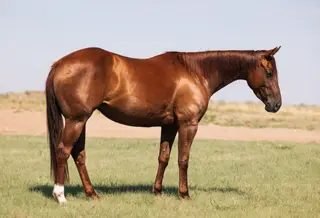 BCW Star Corvette, 5 Year Old Sorrel Quarter Horse Mare for Sale in Lakin, KS
