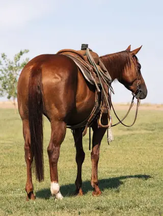 BCW Star Corvette, 5 Year Old Sorrel Quarter Horse Mare for Sale in Lakin, KS, photo 2 of 5