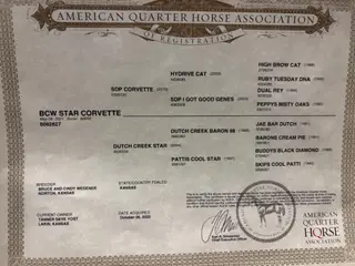 BCW Star Corvette, 5 Year Old Sorrel Quarter Horse Mare for Sale in Lakin, KS, photo 5 of 5