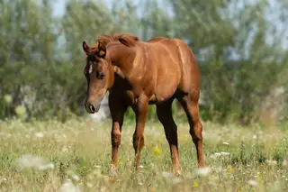 Steppin Finesse (Phoebe), Foal Sorrel Quarter Horse Filly for Sale in Wrocław