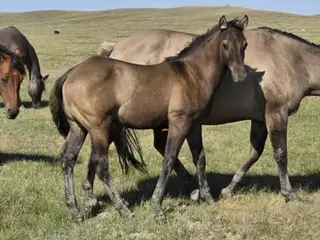 Gandalf, 1 Year Old Grulla Quarter Horse Gelding for Sale in Hebron, ND, photo 2 of 5