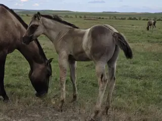 Gandalf, 1 Year Old Grulla Quarter Horse Gelding for Sale in Hebron, ND, photo 3 of 5