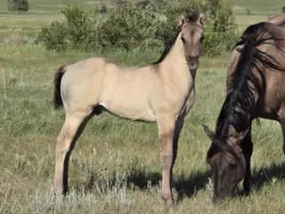 Gandalf, 1 Year Old Grulla Quarter Horse Gelding for Sale in Hebron, ND, photo 4 of 5