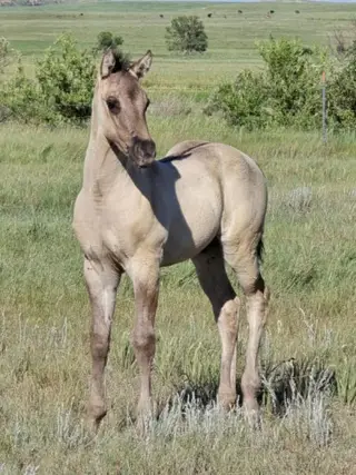 Gandalf, 1 Year Old Grulla Quarter Horse Gelding for Sale in Hebron, ND, photo 5 of 5