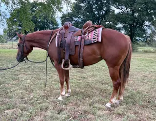 Duelin Nu Cash (Sarah), 3 Year Old Sorrel Quarter Horse Filly for Sale in Mansfield, AR