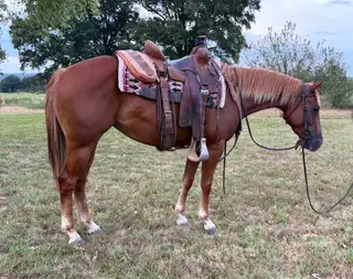 Duelin Nu Cash (Sarah), 3 Year Old Sorrel Quarter Horse Filly for Sale in Mansfield, AR, photo 2 of 5