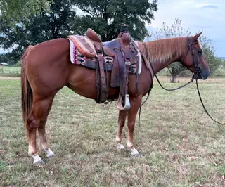 Duelin Nu Cash (Sarah), 3 Year Old Sorrel Quarter Horse Filly for Sale in Mansfield, AR, photo 3 of 5