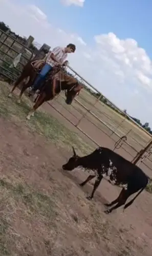 Duelin Nu Cash (Sarah), 3 Year Old Sorrel Quarter Horse Filly for Sale in Mansfield, AR, photo 5 of 5