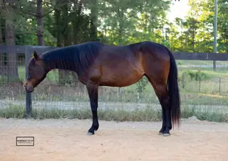 IMA MACHINE ADDITION (Miss Sassy), 2 Year Old Brown Quarter Horse Mare for Sale in Woodford, VA