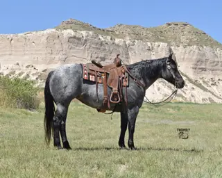 Lenas Pistol Annie (Cowgirl)