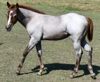 Sizzlin Sann, Foal Roan Quarter Horse Filly for Sale in King City, MO