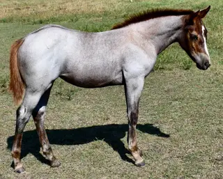 Sizzlin Sann, Foal Roan Quarter Horse Filly for Sale in King City, MO, photo 2 of 5