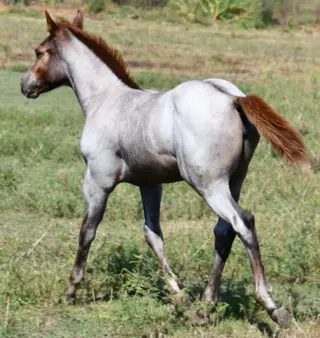 Sizzlin Sann, Foal Roan Quarter Horse Filly for Sale in King City, MO, photo 3 of 5
