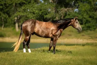 Ace, Dun Quarter Horse Gelding for Sale in Stephenville, TX, photo 2 of 5