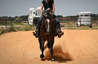 Ace, Dun Quarter Horse Gelding for Sale in Stephenville, TX, photo 3 of 5