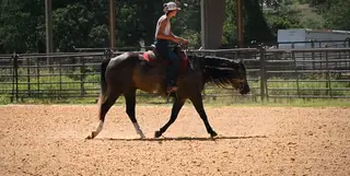 Ace, Dun Quarter Horse Gelding for Sale in Stephenville, TX, photo 4 of 5