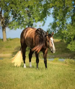 Ace, Dun Quarter Horse Gelding for Sale in Stephenville, TX, photo 5 of 5