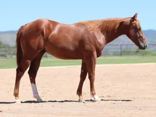Spot, 1 Year Old Quarter Horse Colt for Sale in Dewey, AZ