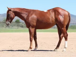 Spot, 1 Year Old Sorrel Quarter Horse Colt for Sale in Dewey, AZ, photo 2 of 3