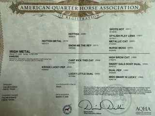 Spot, 1 Year Old Sorrel Quarter Horse Colt for Sale in Dewey, AZ, photo 3 of 3