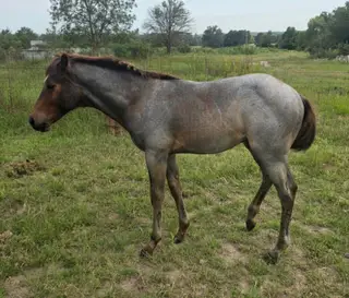 Colonel Irish Boon, Foal Bay Roan Quarter Horse Colt for Sale in Oconto, NE