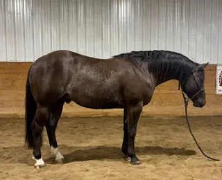 Smoky black Stallion, 3 Year Old Smoky Black Stallion for Sale in Souris, ND