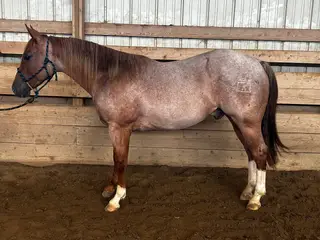 Lectric Metalic Cat, 2 Year Old Red Roan Quarter Horse Stallion for Sale in Underwood, IA