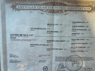 Lectric Metalic Cat, 2 Year Old Red Roan Quarter Horse Stallion for Sale in Underwood, IA, photo 2 of 4