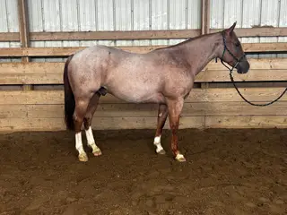 Lectric Metalic Cat, 2 Year Old Red Roan Quarter Horse Stallion for Sale in Underwood, IA, photo 4 of 4