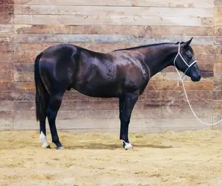 Dun Gun It Chic (Reacher), 1 Year Old Black Quarter Horse Colt for Sale in Dubuque, IA, photo 2 of 3