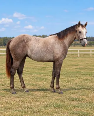 Play N With Royalty, 2 Year Old Gray Quarter Horse Filly for Sale in Red Oak, OK