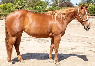 Do Rey Von (Annie), 2 Year Old Sorrel Quarter Horse Filly for Sale